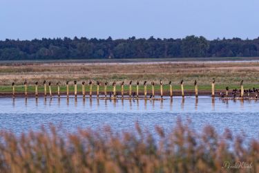 bild zingst ak2024x72 klein